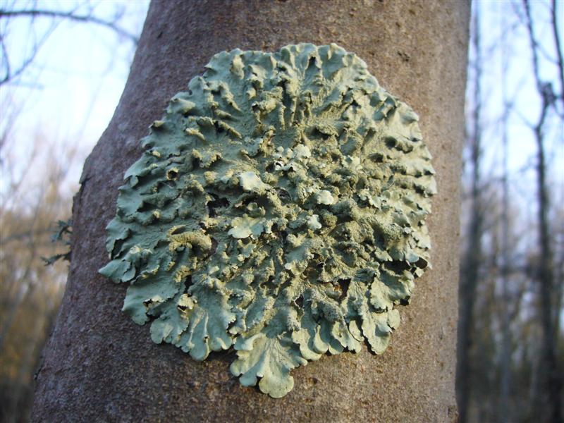 identificazione licheni